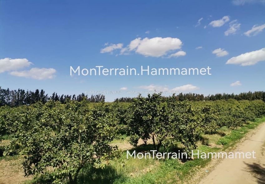 Terrain agricole Beni Wayel Hammamet VT2280