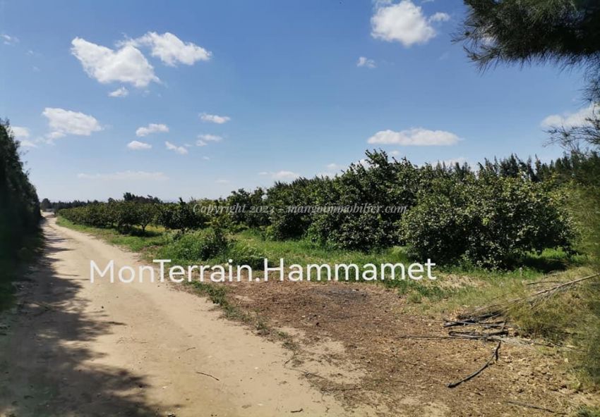 Terrain agricole Beni Wayel Hammamet VT2280