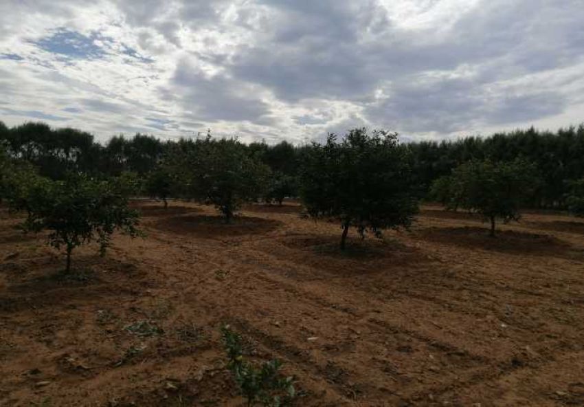 أرض فلاحية خصبة للبيع – فرصة استثمارية مميزة!