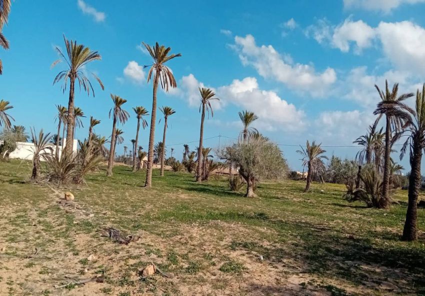 A VENDRE TERRAIN A DJERBA KHAZROUN