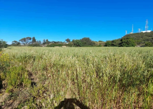 terrain à À Vendre à BIZERTE - Terrain a raf raf  1 hectare