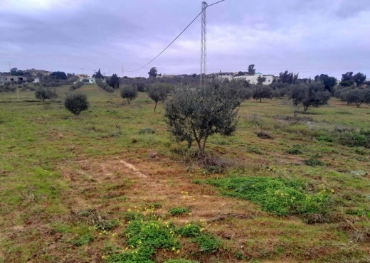 TERRAIN AGRICOLE A VENDRE