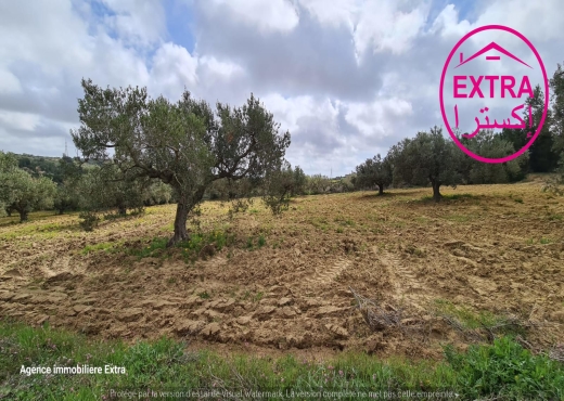 Campagne à El Haouaria de Nabeul