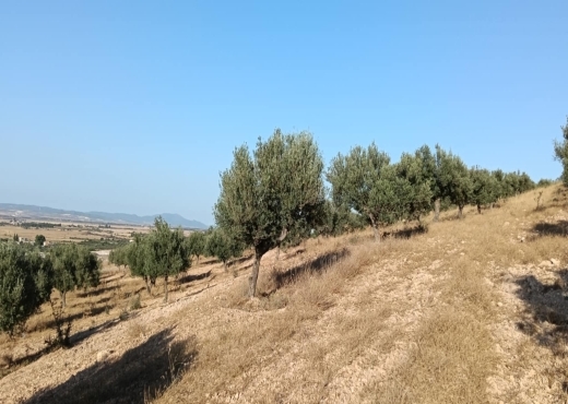 terrain agricole