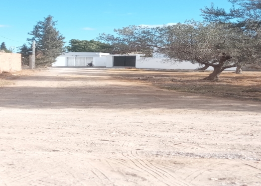 terrain a bareket sahel 240 m