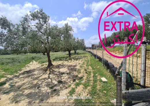 terrain à À Vendre à NABEUL - Opportunité unique – Campagne à Nabeul, route Tuni