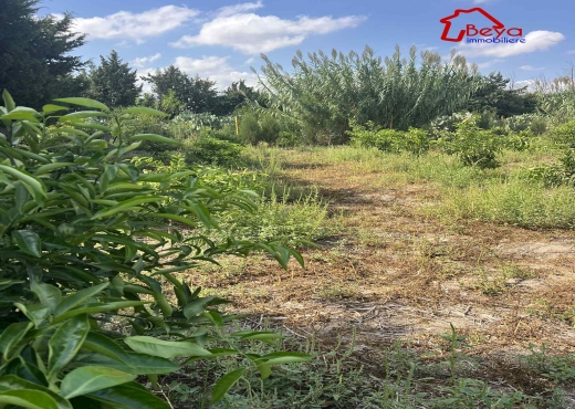 terrain BIRCHKA VTM075