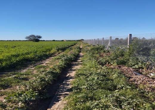 terrain à À Vendre à ARIANA - A vendre terrain agricole a Sidi Thabet