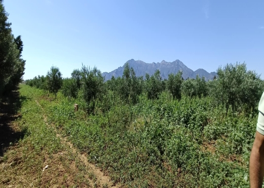 terrain agricole