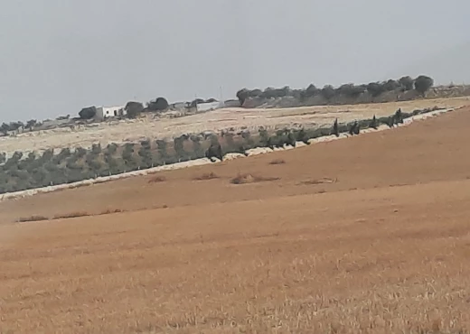 ferme à À Vendre à TUNIS - DES  LOTS  AGRICOLE    01 HECTARES