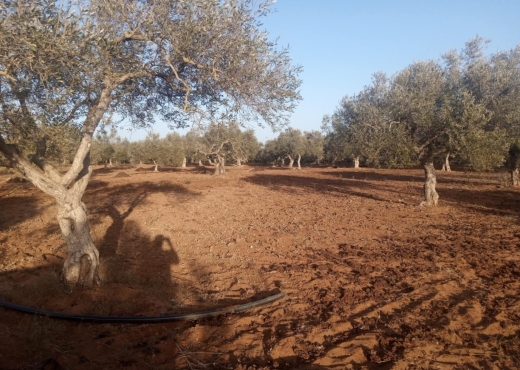 Terrain Agricole a Tazarka