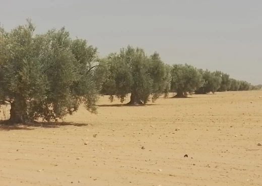 terrain à À Vendre à SFAX - A Vendre Terrain Agricole à Sfax