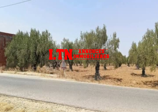 À vendre – Terrain agricole exceptionnel à Moknine