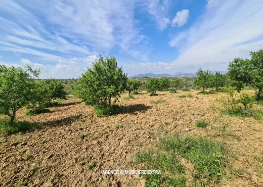 ferme à À Vendre à NABEUL - campagne a boushem