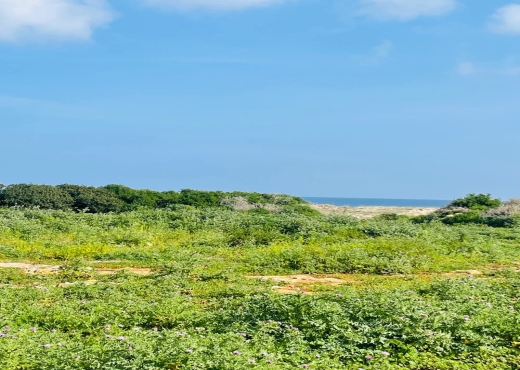 A Vendre Terrain à Dar Alouche