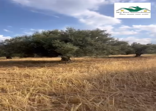 سانية للبيع في سيدي بوعلي