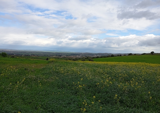 Terrain agricole 14hectares tborba