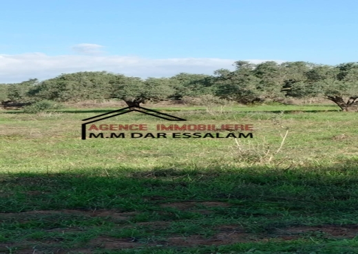 terrain agricole à kerkouane