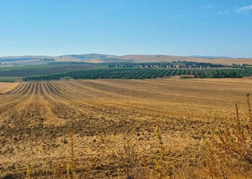 terrain à À Vendre à BIZERTE - A vendre terrain agricole Menzel Bourguiba