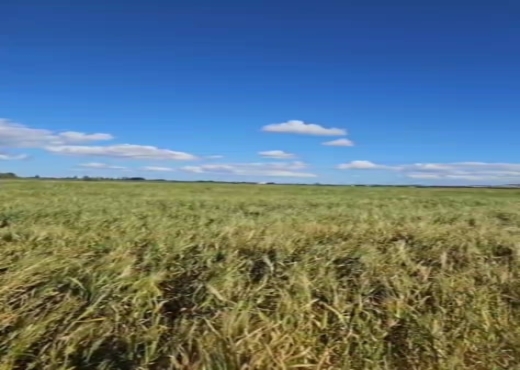 terrain agricole