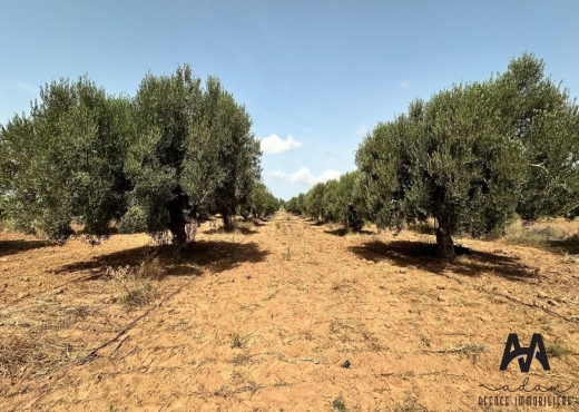 Terrain Agricole de 1500 m² à Taza