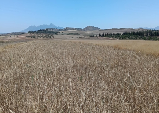 terrain agricole
