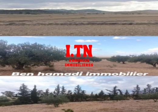terrain agricole