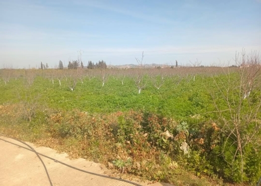 للبيع فيرمة لوز و زيتون و غلال أخرى