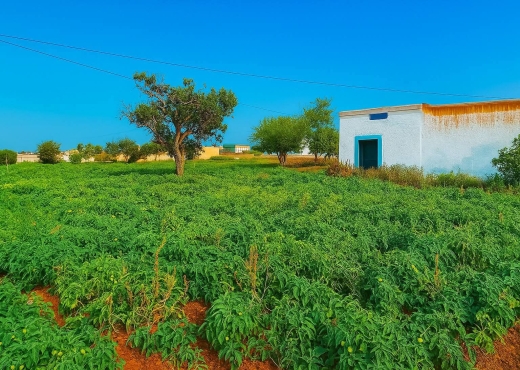 A Vendre Ferme 3 H Menzel Termime