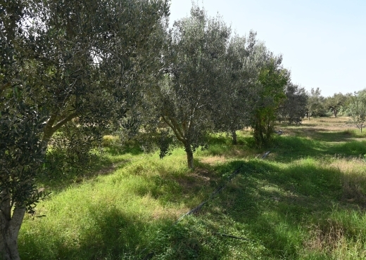 A vendre une ferme à Nabeul