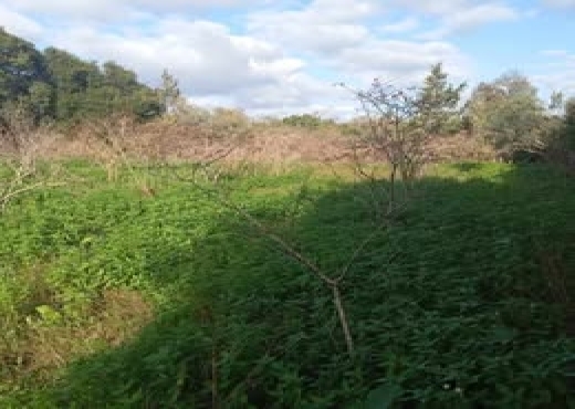 🌿 Terrain 1021 m² à Rafraf – Bizerte