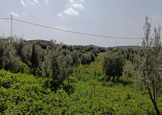 terrain agricole