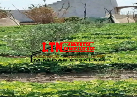 terrain contenant des arbres