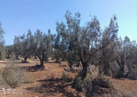 terrain agricole