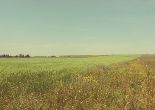 5 hectares terrain agricole nu