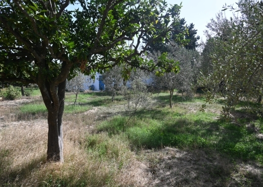 A vendre une ferme à Nabeul