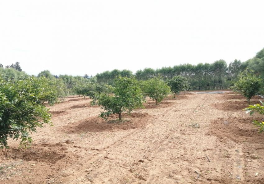 أرض فلاحية خصبة للبيع – فرصة استثمارية مميزة!