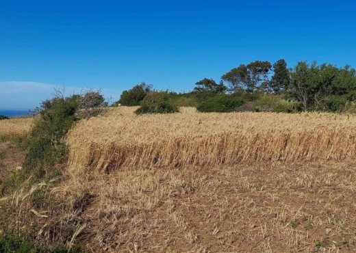 terrain À Vendre à BIZERTE - Terrain a raf raf  1 hectare - Immobiliere.tn - Photo 3