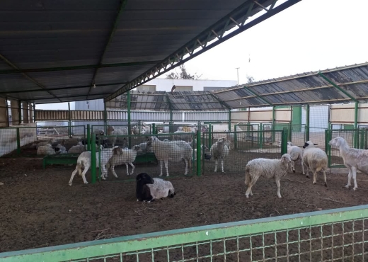 A Vendre Projet Agricol Rte Gremda