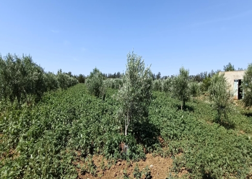 terrain agricole