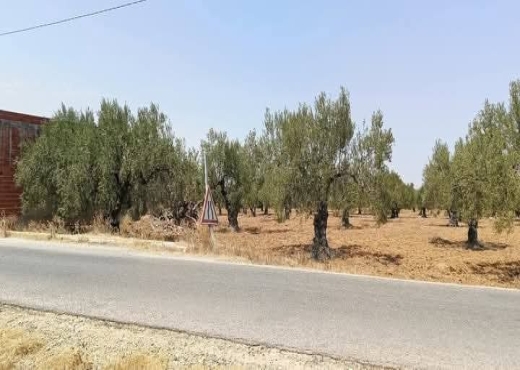 للبيع: 54زيتونة حجم كبير في الشواشين