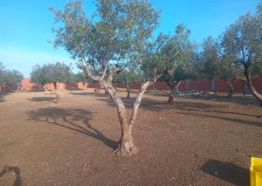 للبيع قطعة أرض في السعيدة-وادي الليل