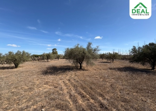 أرض فلاحية للبيع