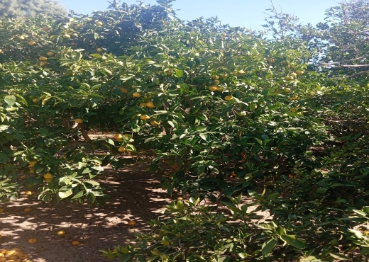 Opportunité Rare 🌅 Terrain 1 ha + 1000 m²