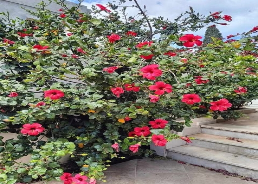 joli villa à sidi ali el mekki