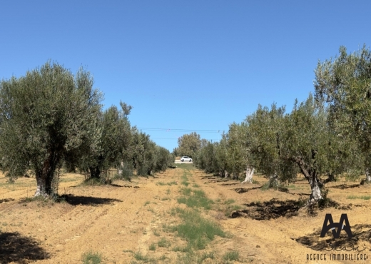 Terrain agricole de 9600m² nabeul