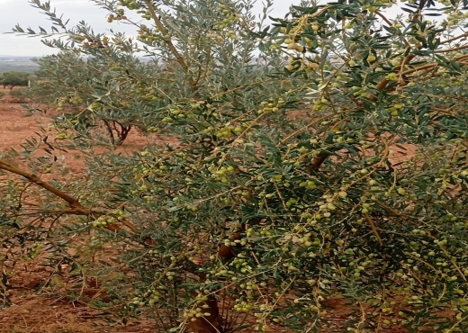 🚜 Terrain productif avec bâtiments