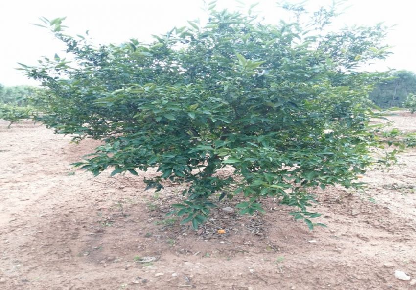 أرض فلاحية خصبة للبيع – فرصة استثمارية مميزة!