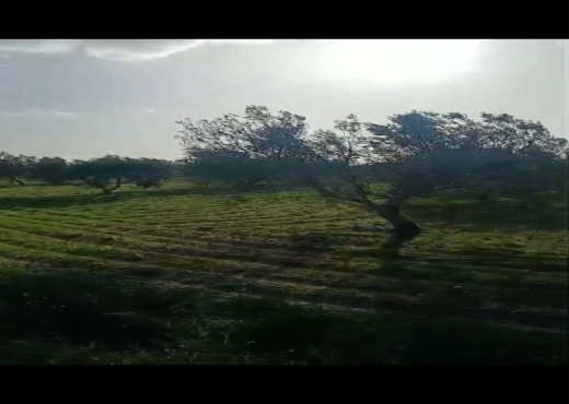 terrain À Vendre à ZAGHOUAN - TERRAIN AGRICOLE A VENDRE - Immobiliere.tn - Photo 6