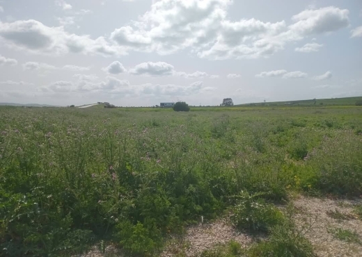 للبيع قطع أرض في سيدي ثابت-شرفش